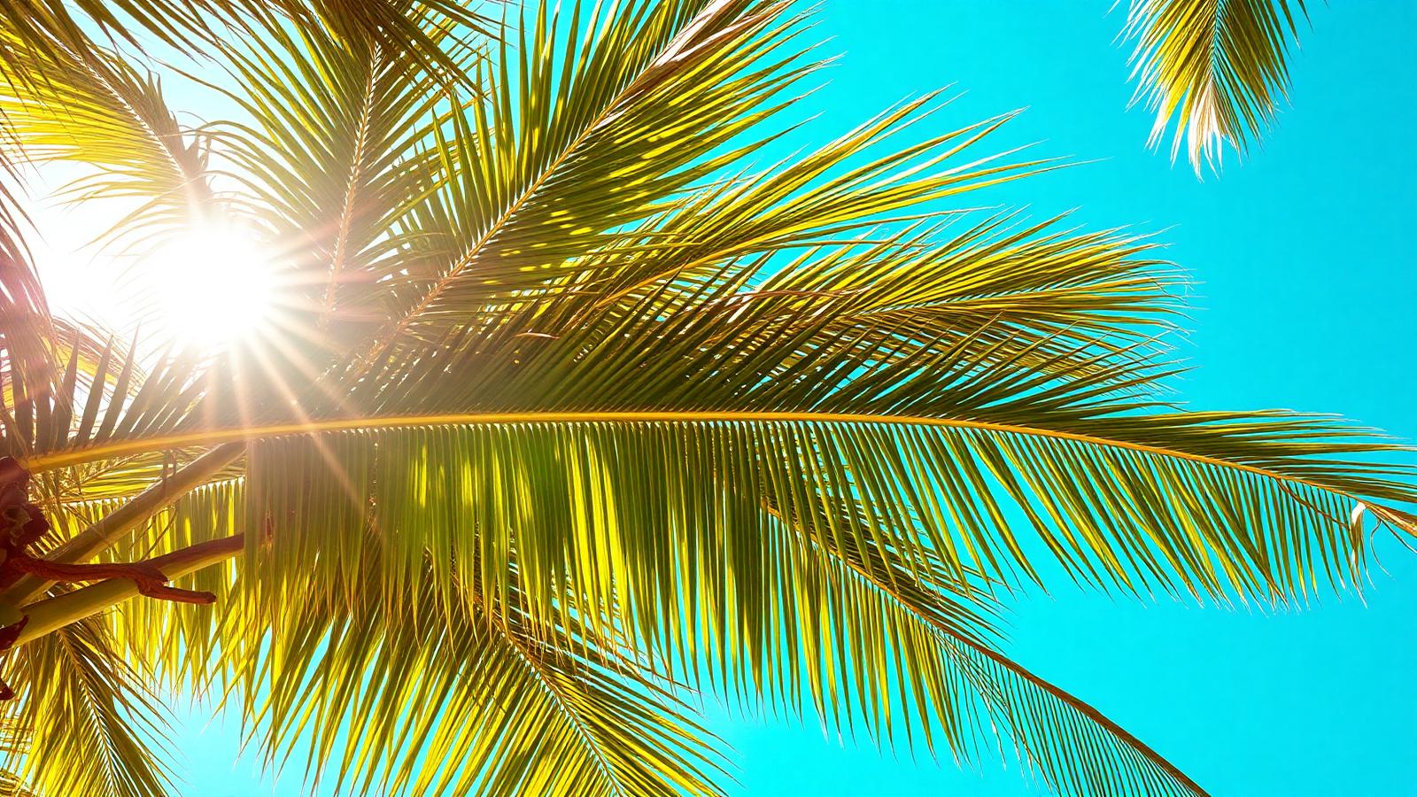 Sunlit palm fronds